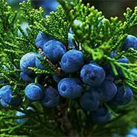 i-juniper-200x200.webp